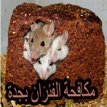 شركة مكافحة الحشرات بجدة 16 شركة مكافحة الفئران بجدة