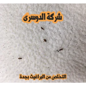شركة مكافحة الحشرات بجدة 12 شركة مكافحة الحشرات بجدة