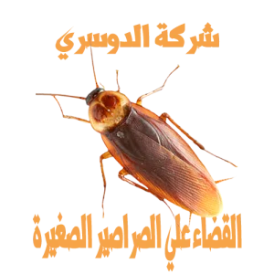 شركة مكافحة الحشرات بجدة 10 شركة مكافحة الحشرات بجدة