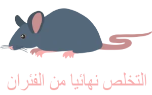 شركة مكافحة الحشرات بجدة 15 شركة مكافحة الفئران بجدة