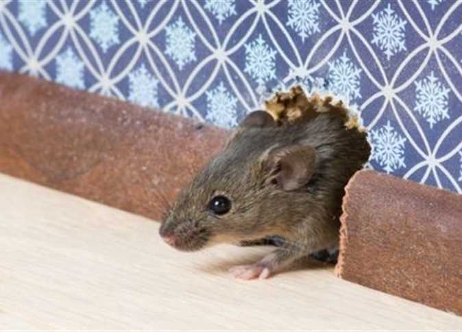 شركة مكافحة الفئران في الرياض