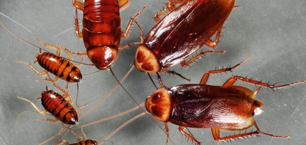 شركة مكافحة الصراصير بالخرج 1 شركة مكافحة الصراصير بالخرج