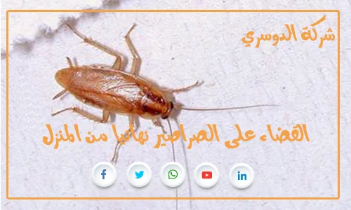 القضاء على الصراصير نهائيا من المنزل