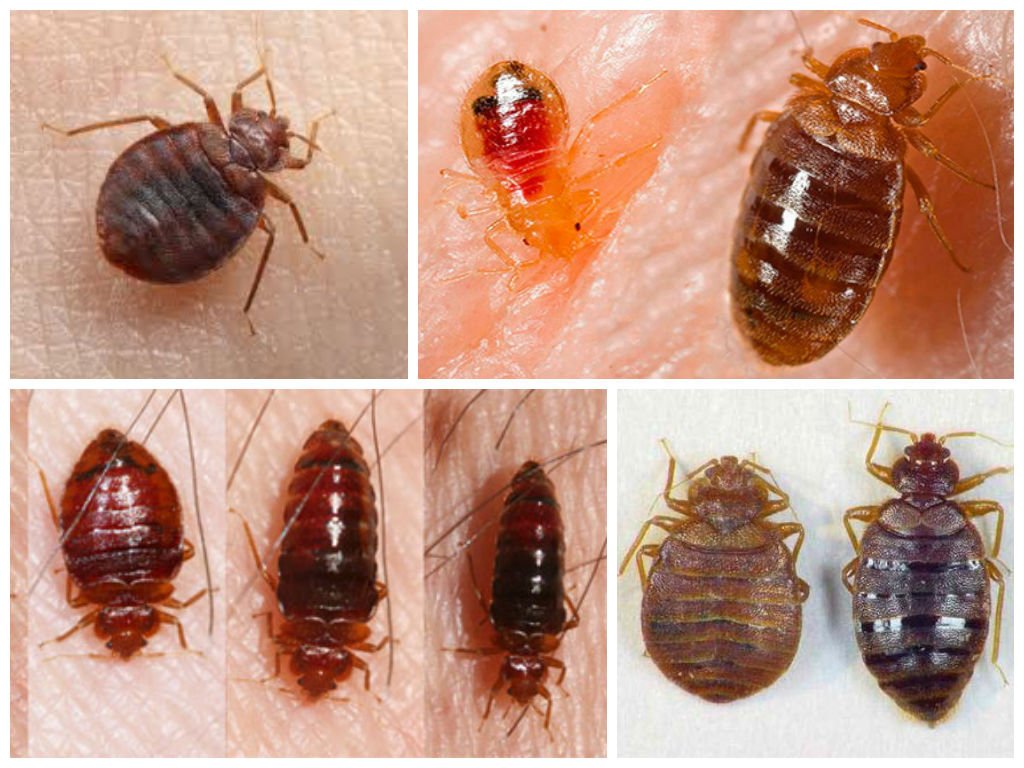 شركة مكافحة البق بالقصيم 1 شركة مكافحة البق بالقصيم