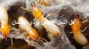 شركة مكافحة النمل الابيض برابغ