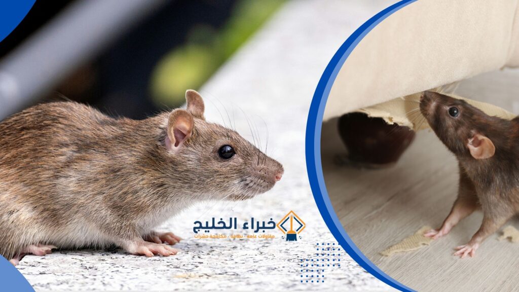 شركة مكافحة الفئران بالباحة 0560621777 خصم 35% 2 الفئران في المنزل