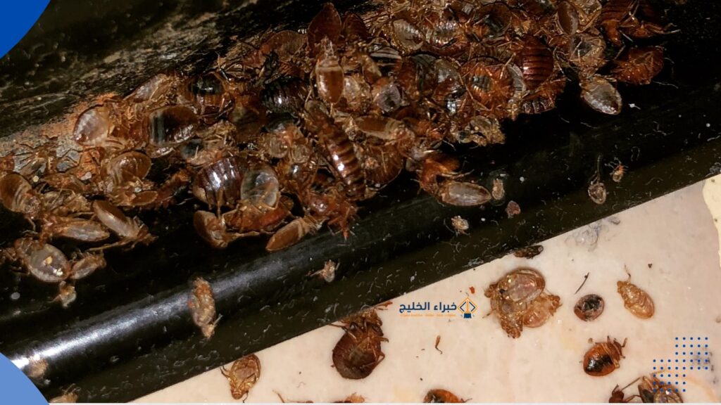 شركة مكافحة البق بالباحة 0560621777 ضمان 6 شهور 3 تخلص من البراغيت و البق في الباحة