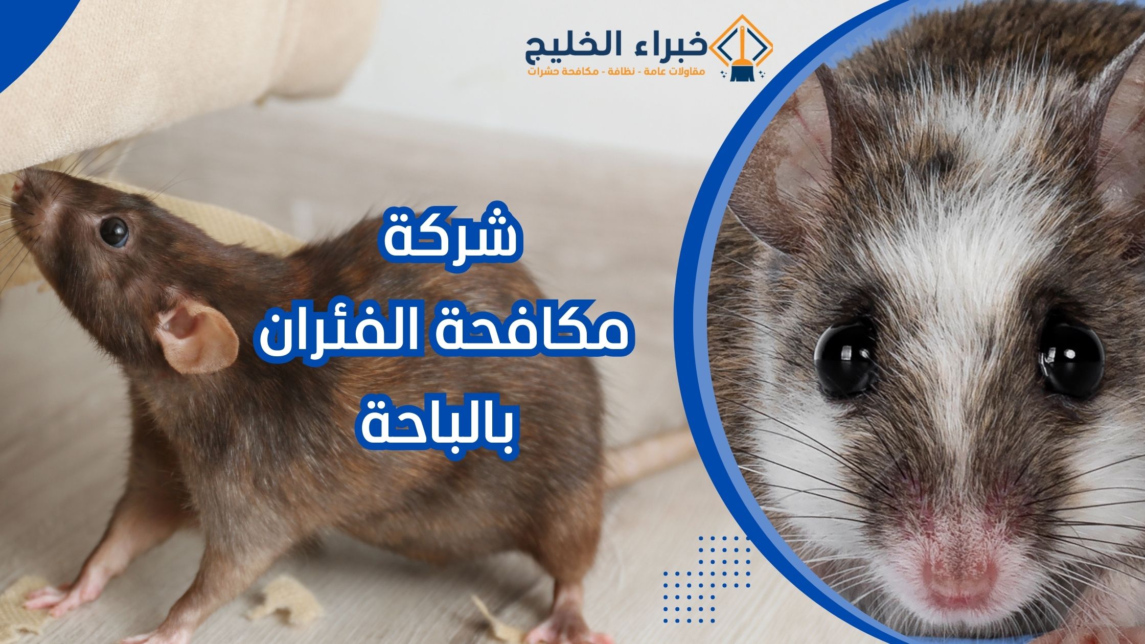 شركة مكافحة الفئران بالباحة 0560621777 خصم 35% 7 شركة مكافحة الفئران بالباحة