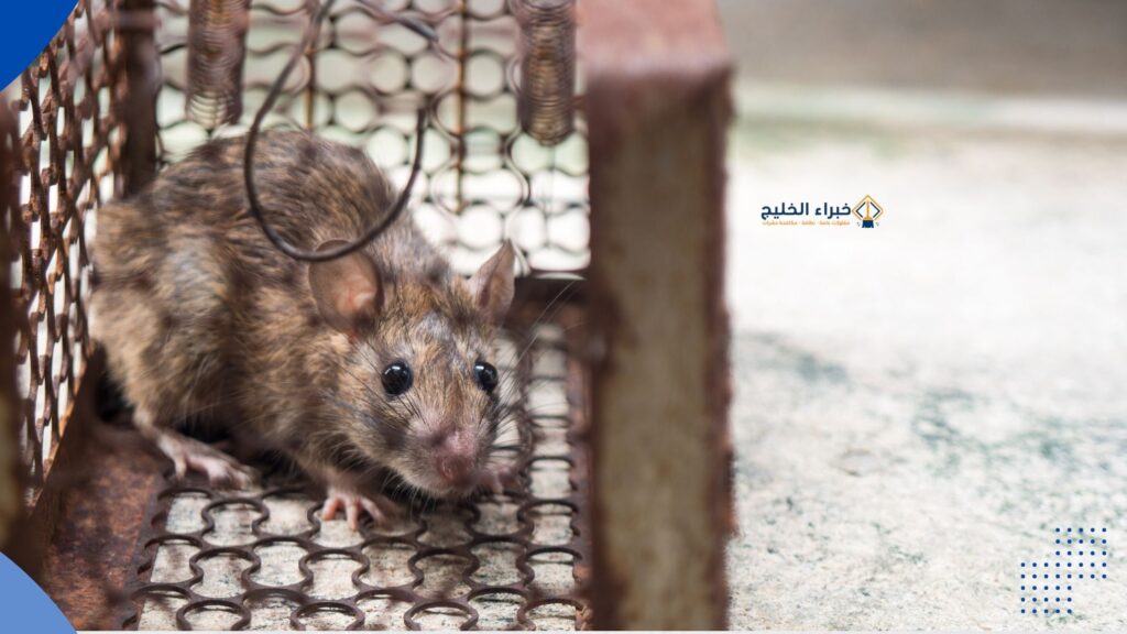 شركة مكافحة الفئران بالباحة 0560621777 خصم 35% 5 مصيدة الفئران المعدنية