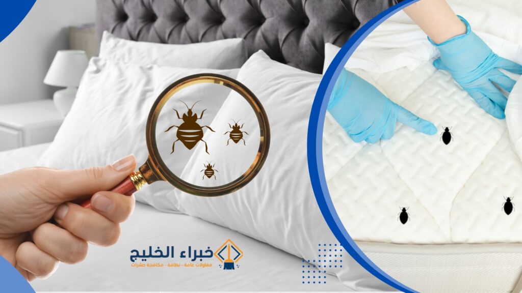 شركة مكافحة حشرات بالباحة 0560621777 بخصم 35% 4 مكافحة حشرات الفراش بالباحة